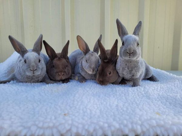 Pure breed pedigree mini rex rabbits