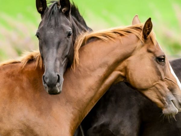 Breaking ponies ,Cobs and horses