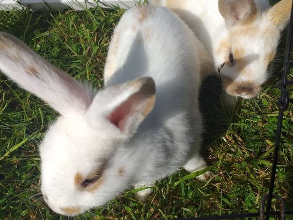 Two month female rabbit and guinee for sale