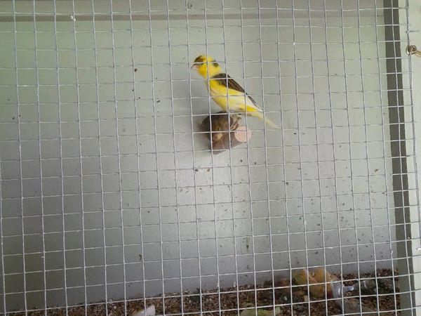 Pair of canaries