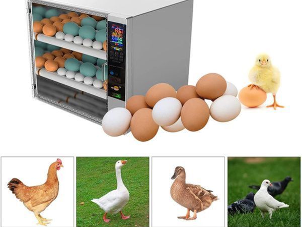 Commercial Egg Incubator Automatic for 60 Eggs, Ch