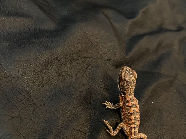 Baby bearded dragons and crested gecko