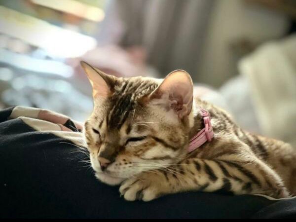 Bengal pedigree cat
