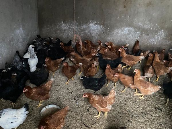 Ducks chickens and bantams for sale hens Poultry
