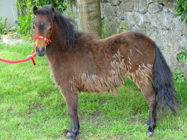 1 beautiful fella-Bella ponies for sale