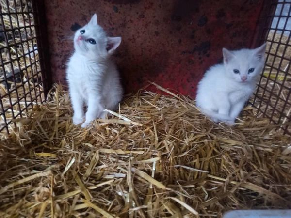 Rare snow White kittens