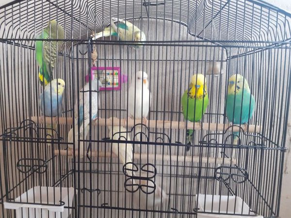 Budgies and Cages