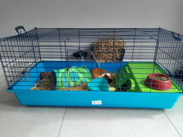 2 Guinea-pigs, cage and accessories