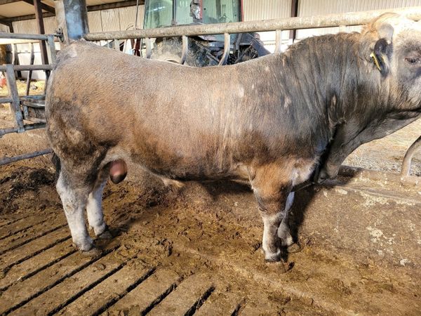 Selection br aubrac bulls dbi of 95and 2.4 calving