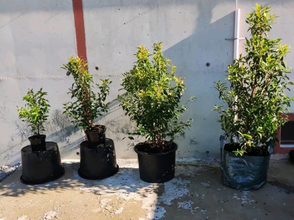 Quality Portuguese Laurel from 5 euro