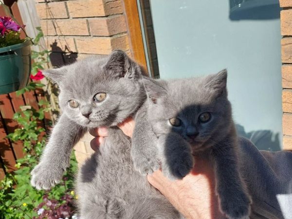 British Shorthair kittens, registered