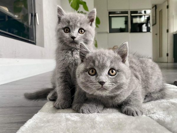 GCCFI British kittens