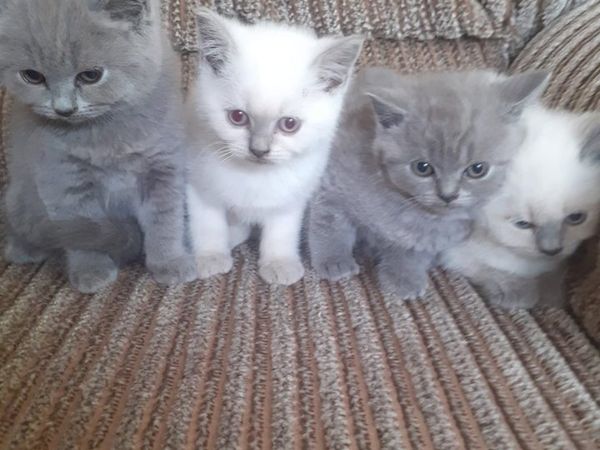 British Short Haired Kittens