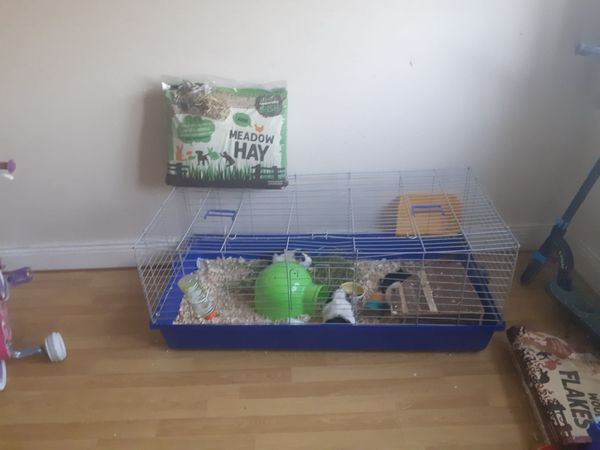 Large guinea pig cage and 3 guinea pigs