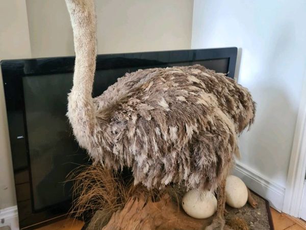 Stuffed Ostrich
