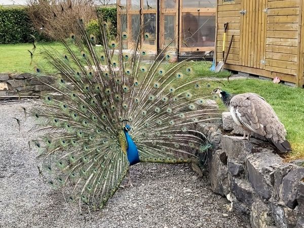 Blue Indian peacocks