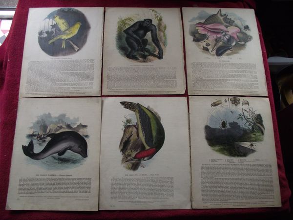 6 X 19th Century - Plates Illustrative of Natural History - Double sided & laid on linen