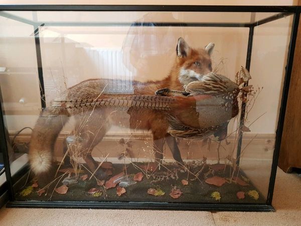 Taxidermey Fox with Pheasant in glass box