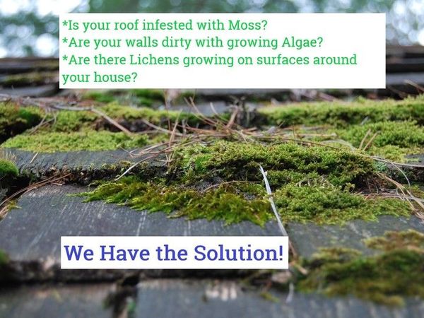 Professional Moss, Algae & Lichens Cleaner