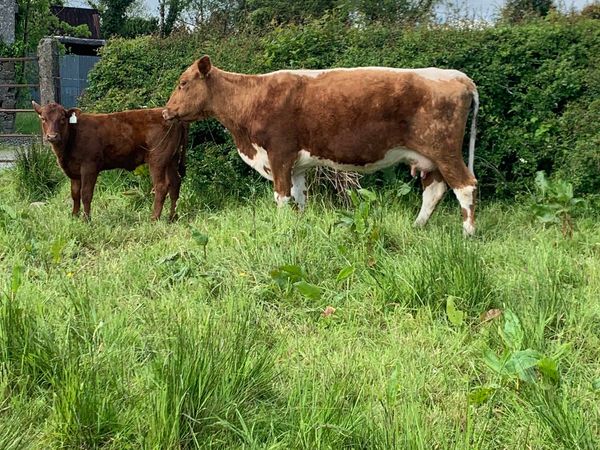 3 irish moiled cows with calves at foot