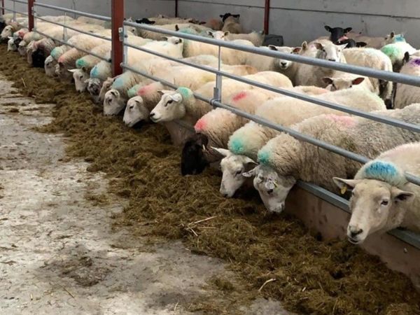 Sheep Feeding Barriers - Adjustable.