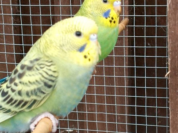Young Budgies