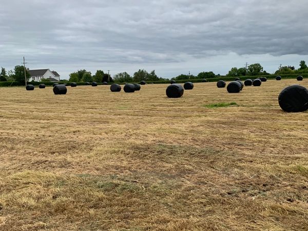 60 Bales  of First Cut Silage