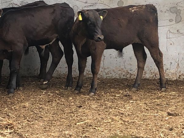 8 bull Weanlings for sale