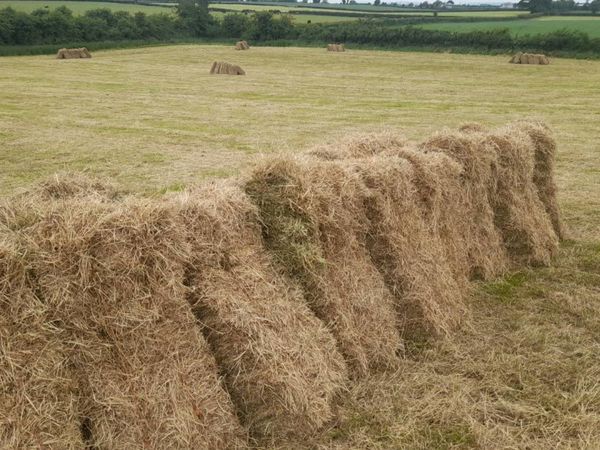 Hay For Sale In Tipperary For 11 111 On Donedeal