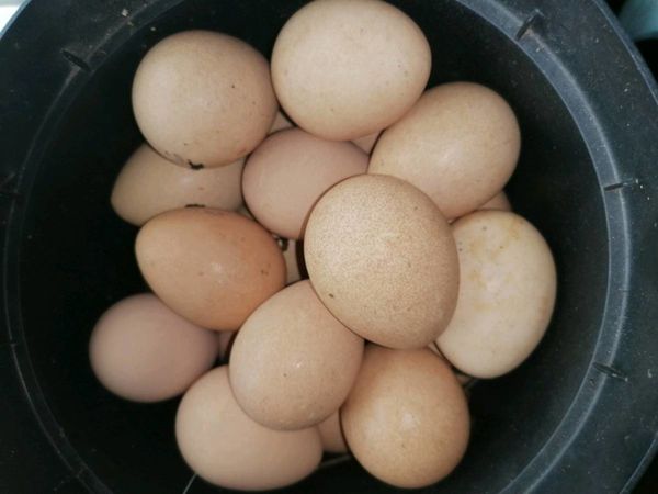 Guinea fowl eggs. 50cent each