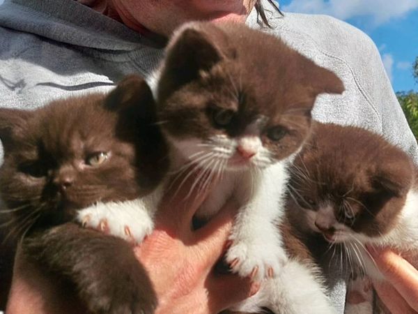 British Shorthair kittens-registered