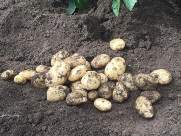 New Season Queen Potatoes