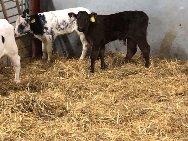 5 smashing continental bull calves for sale