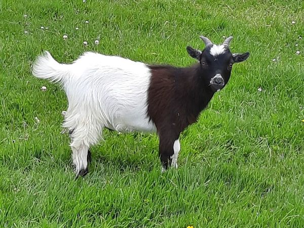 Pygmy goat kid wethers