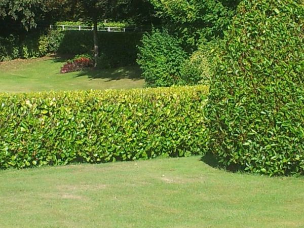 Potted laurel hedging 3 ft high Delivered