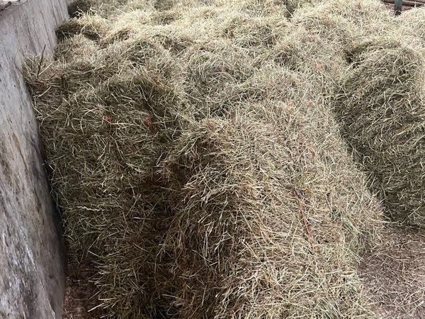100 Small square hay bales