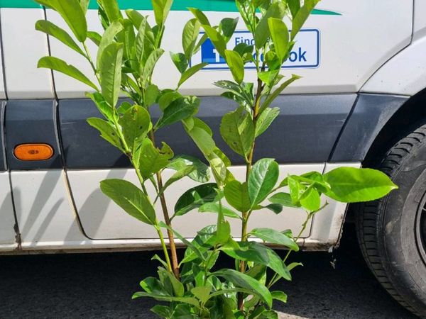 3 ft potted laurel hedging Delivered
