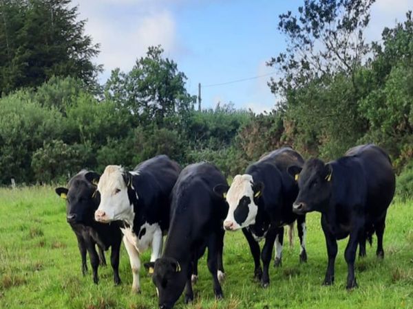 3 Heifers for sale - AUX