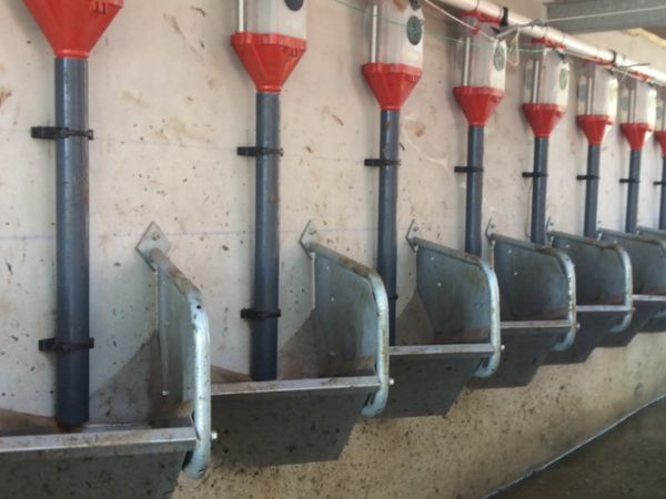 Batch Feeding system for milking machines