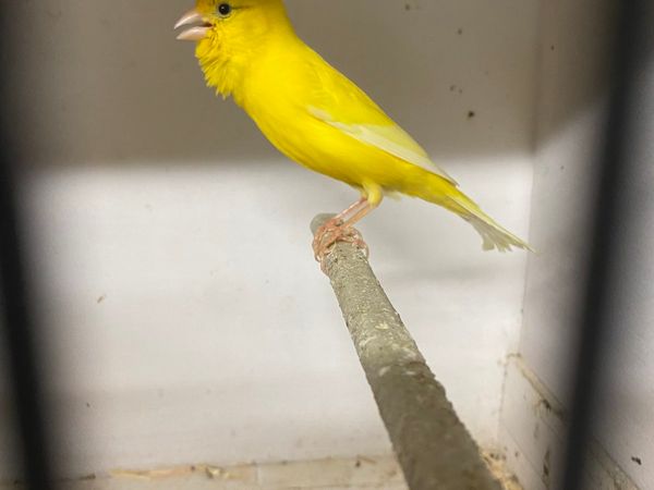Canary’s