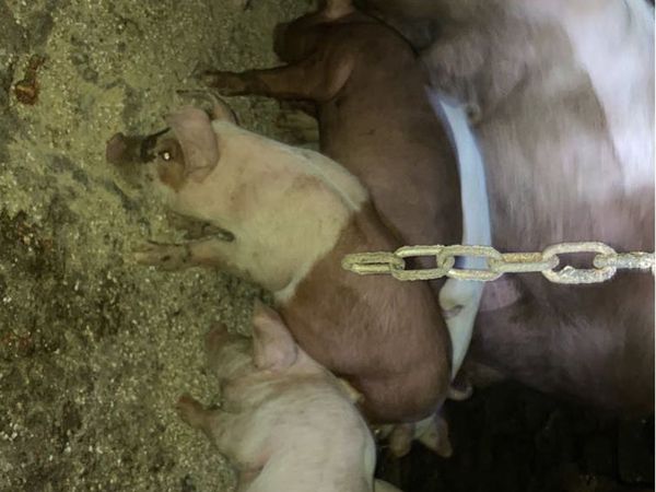 Sow with 8 piglets