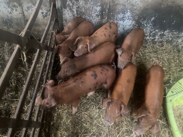 Pig weaners for sale