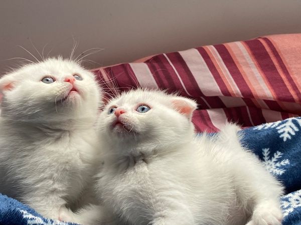 Scottish fold & straight kittens looking for new home.
