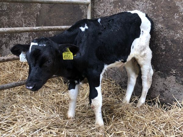 Pedigree Holstein Friesian breeding bull