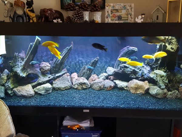 Juwel 450 fish tank