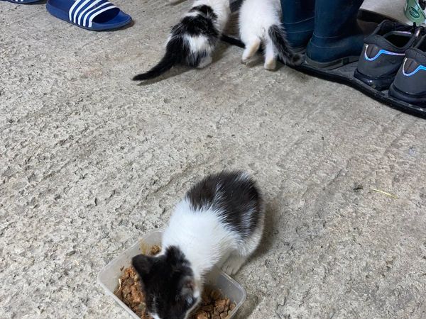 Kittens for Sale for sale in Limerick for €30 on DoneDeal