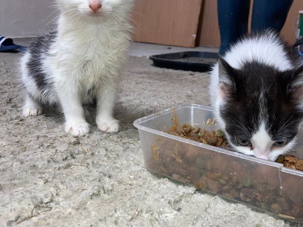 Kittens for Sale for sale in Limerick for €30 on DoneDeal