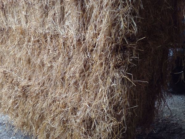Wheaten straw