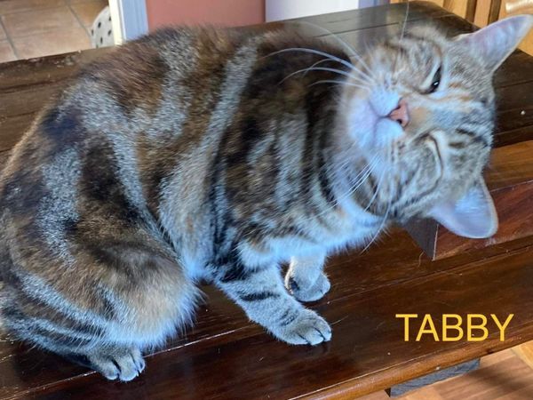 Tabby, rescued very affectionate. Neutere female.