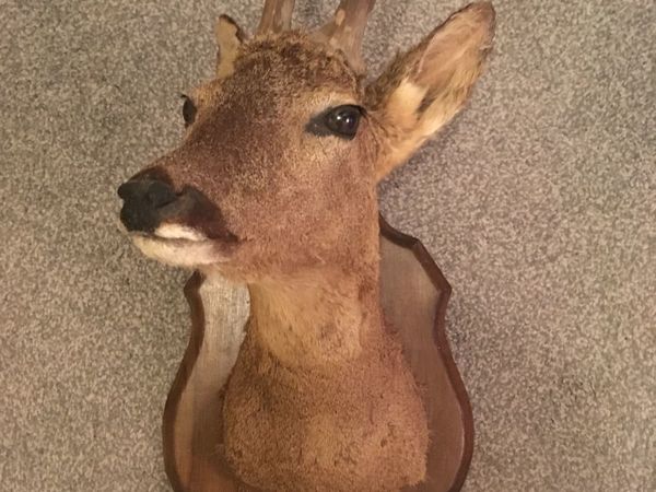 Superb Vintage Taxidermy Deer Head on a Oak Plaque